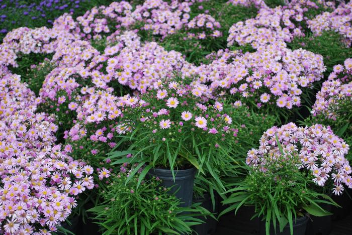 Pink Wood Aster (Aster dumosus 'Wood's Pink')