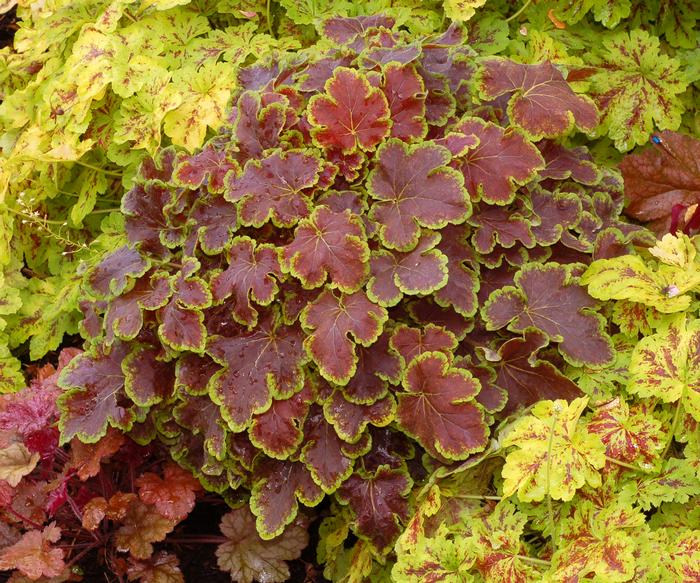 Heucherella 'Solar Eclipse' (Foamy Bells)