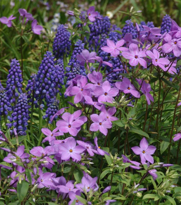 Phlox stolonifera 'Sherwood Purple' (Creeping Phlox)