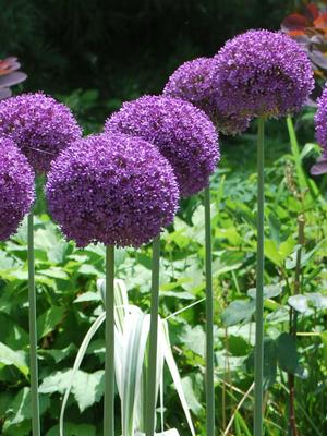 Allium 'Globemaster' (Ornamental Onion) perennial