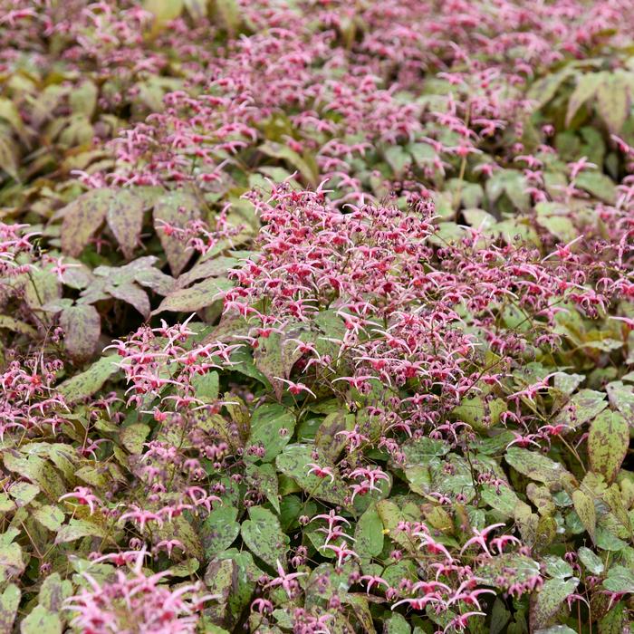 Epimedium x 'Pink Champagne' (Barrenwort)