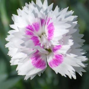 Dianthus Everlast™White + Eye (Garden Pinks), white flowers