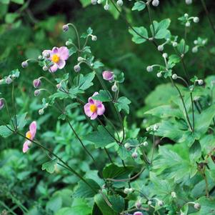 Anemone tomentosa 'Robustissima' (Windflower) perennial