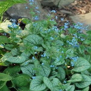 Variegated Dwarf Anchusa (Brunnera macrophylla 'Jack Frost')