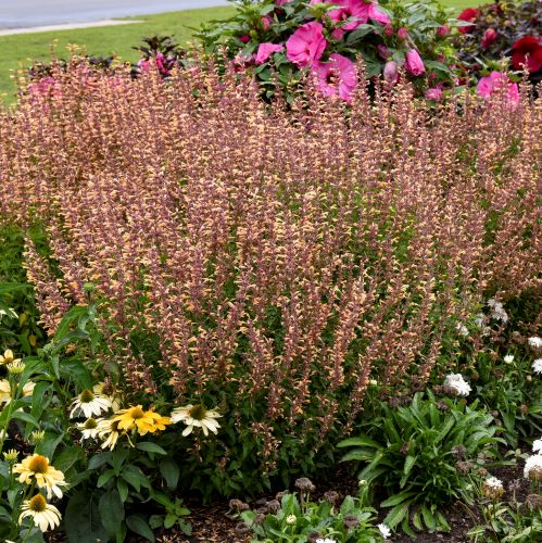 Agastache Meant to Bee™ 'Queen Nectarine' (Hummingbird Mint) perennial