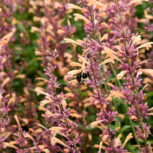 Agastache Meant to Bee™ 'Queen Nectarine' (Hummingbird Mint) perennial