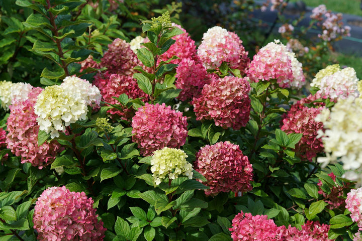 Hydrangea p. Little Lime Punch® (Hydrangea Panicle)