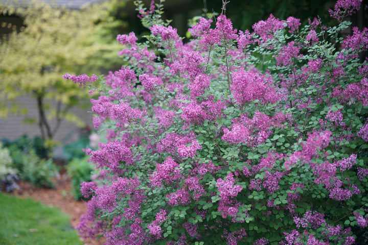 Syringa Bloomerang® Dark Purple (Lilac)