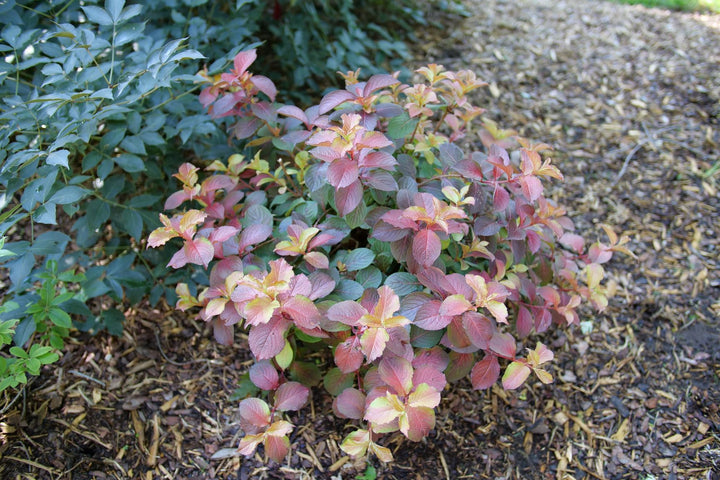 Weigela f. Midnight Sun™ (Reblooming Weigela)