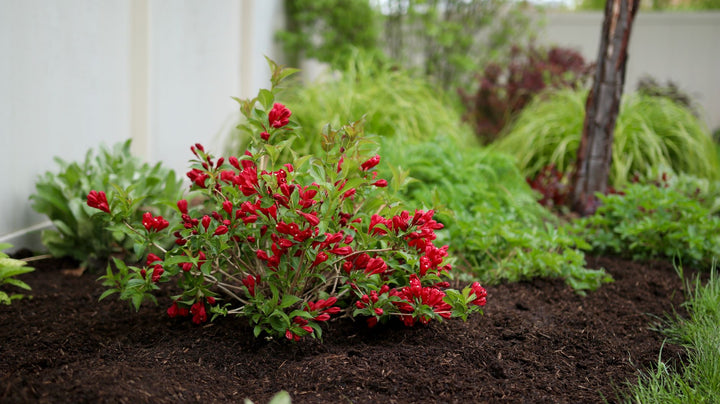 Weigela f. Sonic Bloom® Red (Reblooming Weigela)