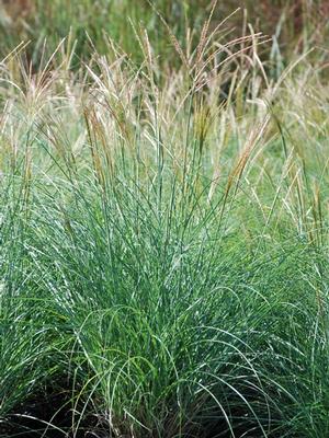 Adagio Grass (Miscanthus sinensis 'Adagio') perennial