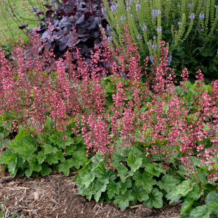 Heuchera x villosa 'Berry Timeless' (Coral Bells)