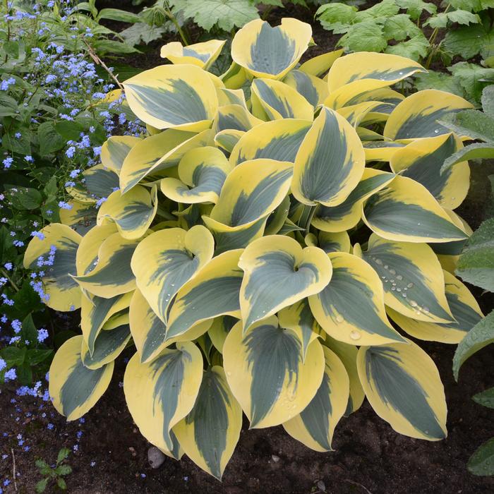 Hosta x Shadowland® 'Autumn Frost' (Plantain Lily)