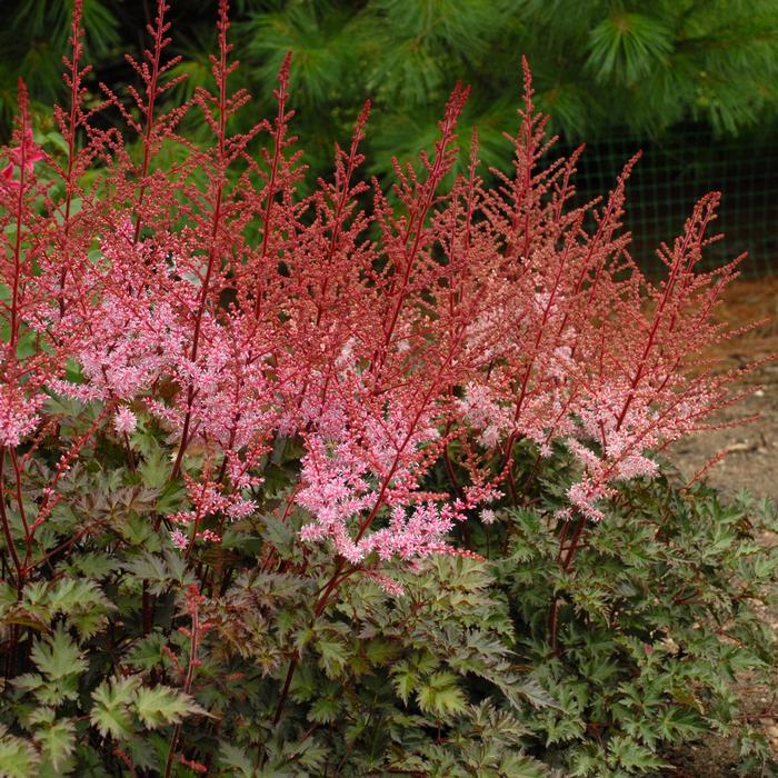 Astilbe x 'Delft Lace' (False Spirea),pink flowers