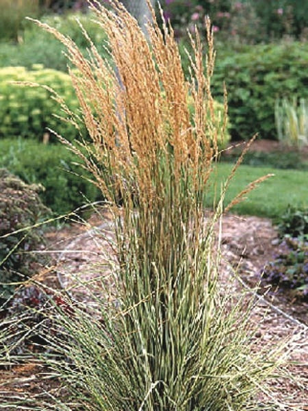 Calamagrostis x acutiflora 'Overdam' (Feather Reed Grass)