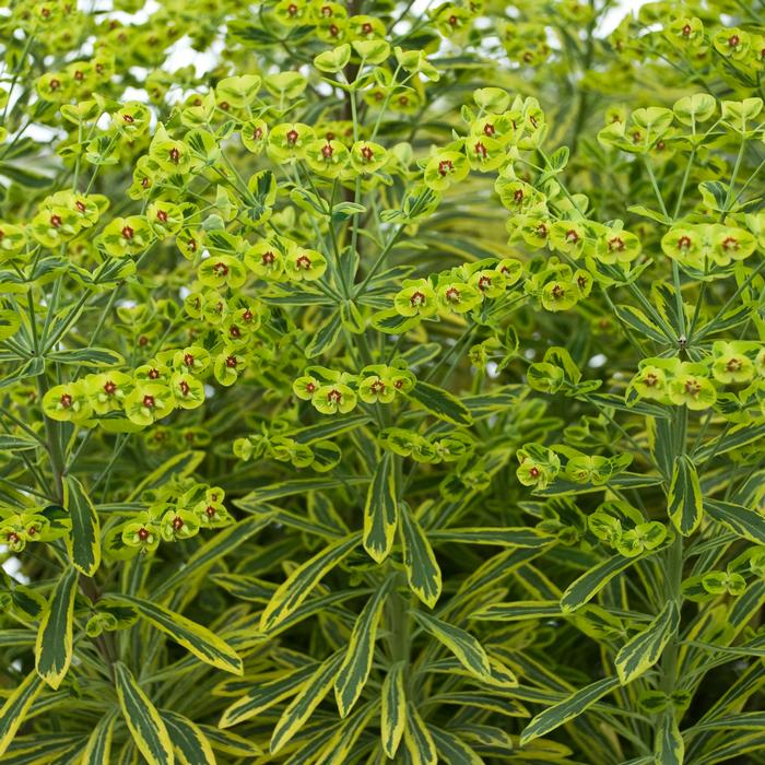 Spurge (Euphorbia x martinii 'Ascot Rainbow')