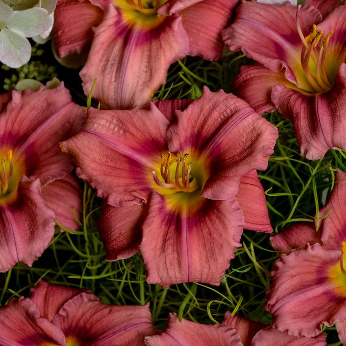 Hemerocallis 'Rosy Returns' (Daylily)