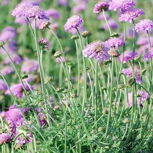 Scabiosa columbaria 'Pink Mist' (Pincushion Flower)