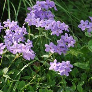 Phlox stolonifera 'Sherwood Purple' (Creeping Phlox)