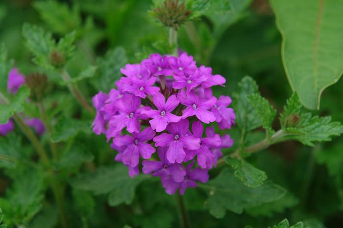 Verbena x 'Homestead Purple' (Vervain)