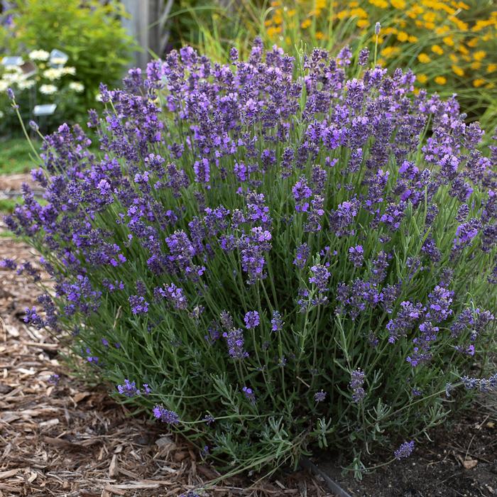 Lavandula angustifolia 'Hidcote' (English Lavender)