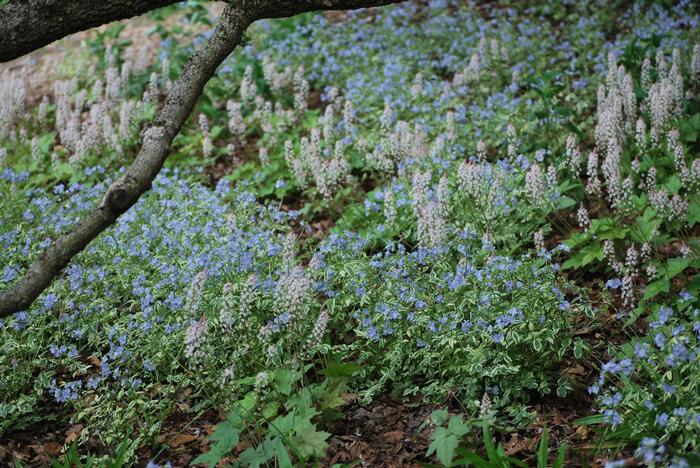 Variegated Jacob's Ladder (Polemonium reptans 'Stairway to Heaven')