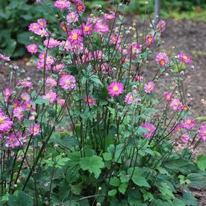 Anemone x hybrida 'Pamina' (Windflower) perennial