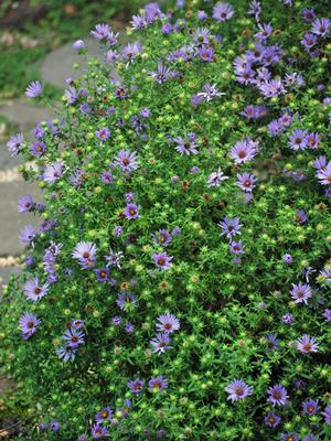 Aromatic Aster (Aster oblongifolius 'October Skies') perennial, purple flowers