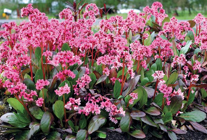 Bergenia x 'Spring Fling' (Heartleaf Bergenia), pink flowers