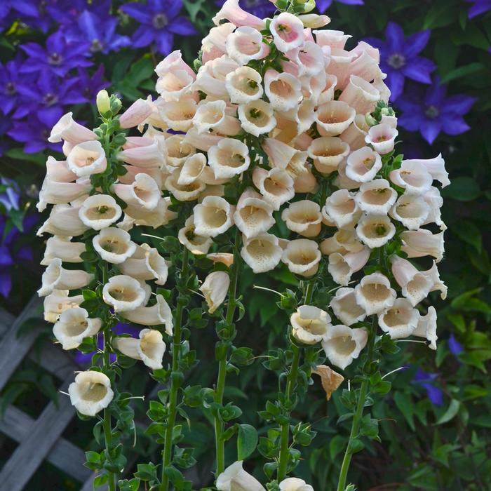 Digitalis purpurea 'Dalmatian Peach' (Foxglove), pink flowers