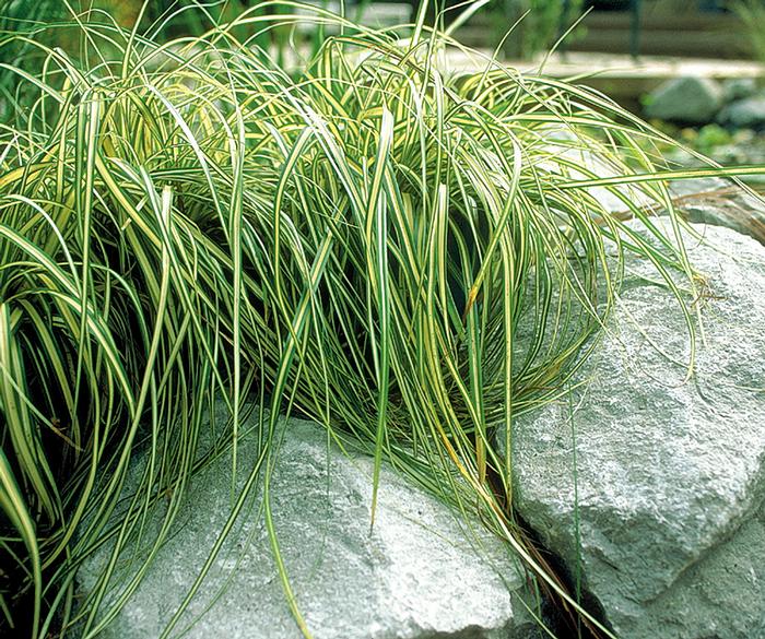 Variegated Japanese Sedge (Carex oshimensis 'Evergold')