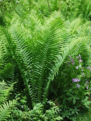 Ostrich Fern (Matteuccia pensylvanica)