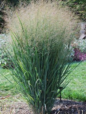 Panicum virgatum 'North Wind' (Blue Switchgrass)