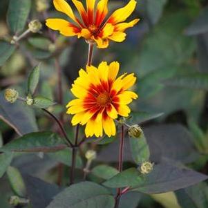 Heliopsis helianthoides var. scabra 'Burning Hearts' (False Sunflower)