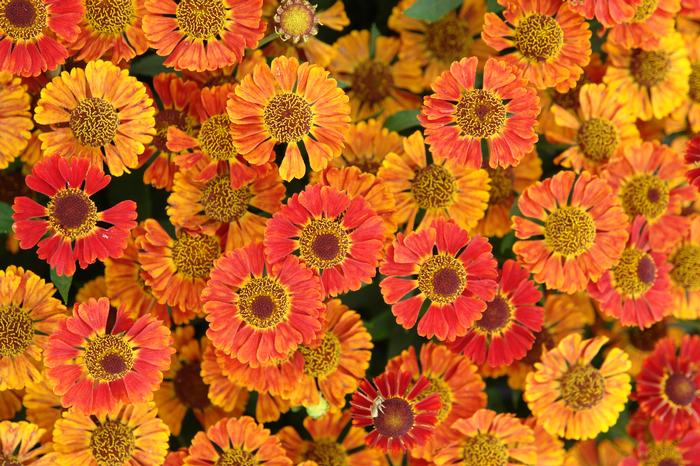 Helenium autumnale Mariachi™'Salsa' (Helen's Flower, Sneezeweed)