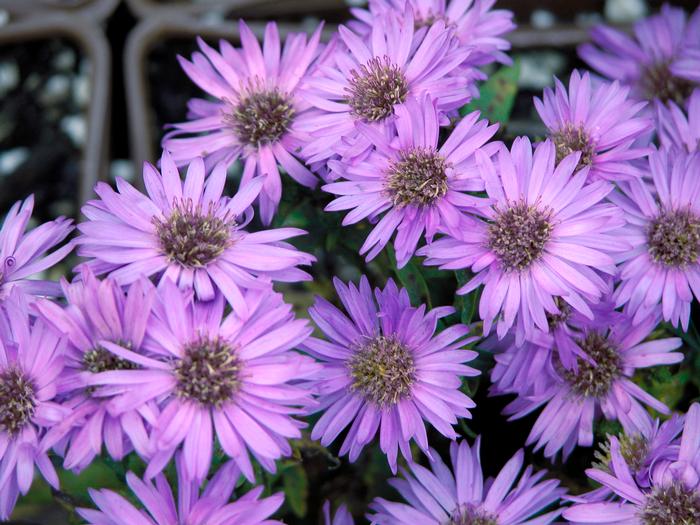 Purple Wood Aster (Aster dumosus 'Wood's Purple')