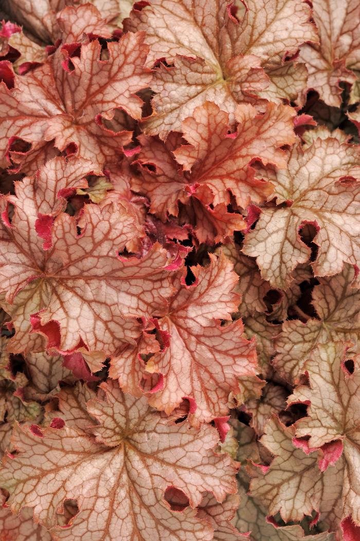 Heuchera x villosa 'Carnival Peach Parfait' (Coral Bells)