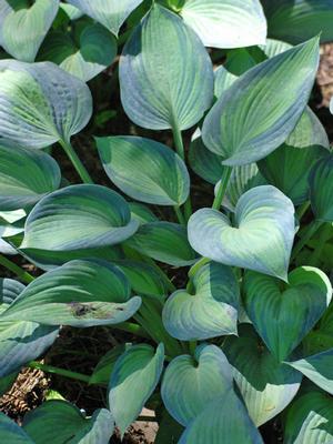 Hosta x 'June' (Plantain Lily)