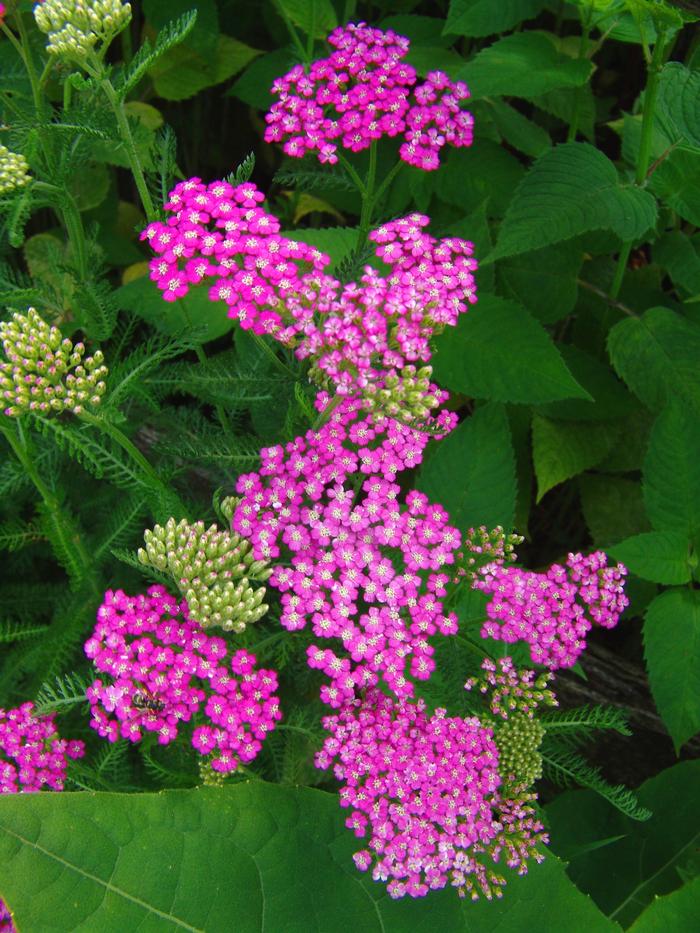 Achillea millefolium Oertel's Rose (Yarrow) perennial