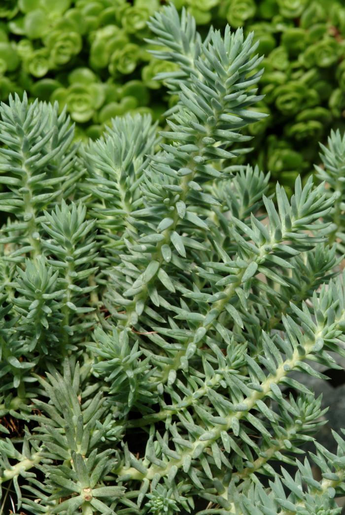 Sedum reflexum 'Blue Spruce' (Stonecrop)