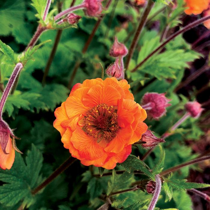 Geum Tempo™ Orange (Avens)