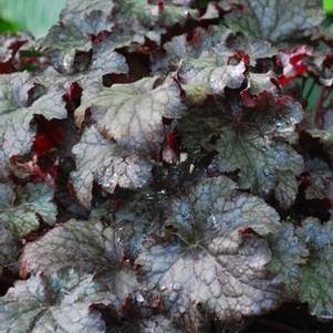 Heuchera x 'Plum Pudding' (Coral Bells)