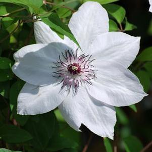 Clematis hybrid 'Miss Bateman' (Hybrid Clematis)