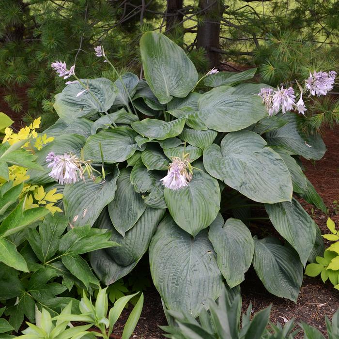 Hosta x Shadowland® 'Empress Wu' (Plantain Lily)