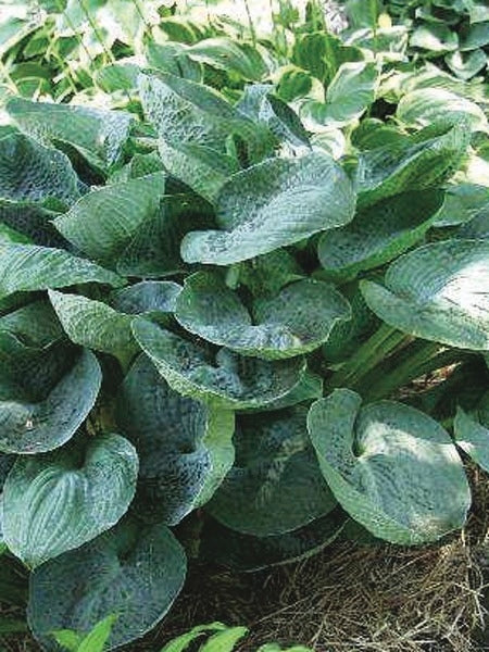 Hosta x 'Big Daddy' (Plantain Lily)