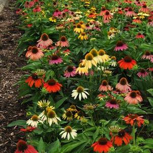 Echinacea x purpurea 'Cheyenne Spirit' (Coneflower)