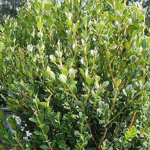 Buxus 'Winter Gem' (Boxwood)