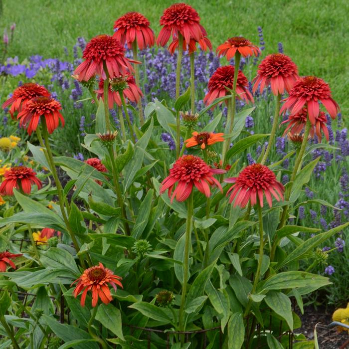 Cone-fections™ Series Coneflower (Echinacea x purpurea 'Hot Papaya'), red flowers