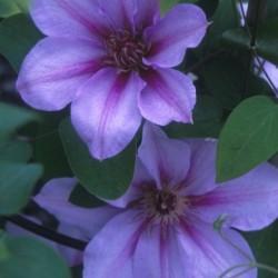 Clematis hybrid 'Candy Stripe' (Hybrid Clematis), purple flowers