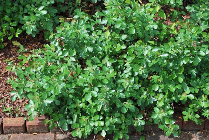 Fragrant Sumac (Rhus aromatica 'Gro-Low')